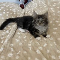 Chatons norvégiens disponibles #9