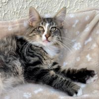 Chatons norvégiens disponibles #1