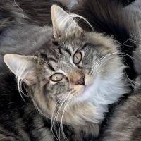 Chatons norvégiens disponibles #2