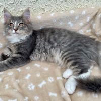 Chatons norvégiens disponibles