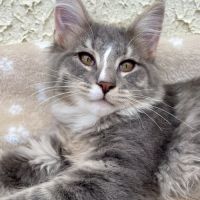 Chatons norvégiens disponibles #4