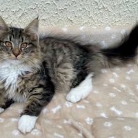 Chatons norvégiens disponibles #5