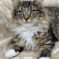 Chatons norvégiens disponibles #6
