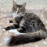 Chatons norvégiens disponibles #7