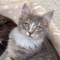 Chatons norvégiens disponibles #8