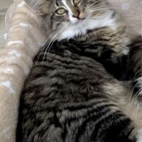 Chatons norvégiens disponibles #9