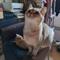 Magnifique british shorthair femelle