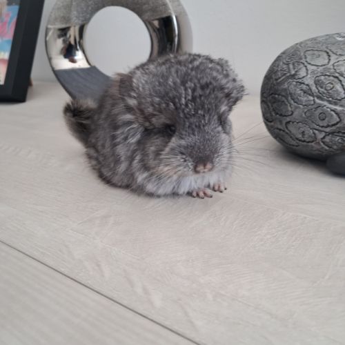 Chinchilla mâle angora #1