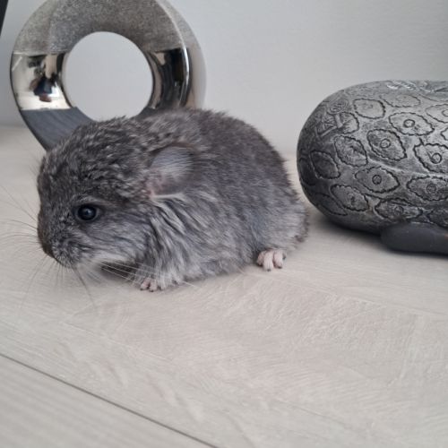 Chinchilla mâle angora #2