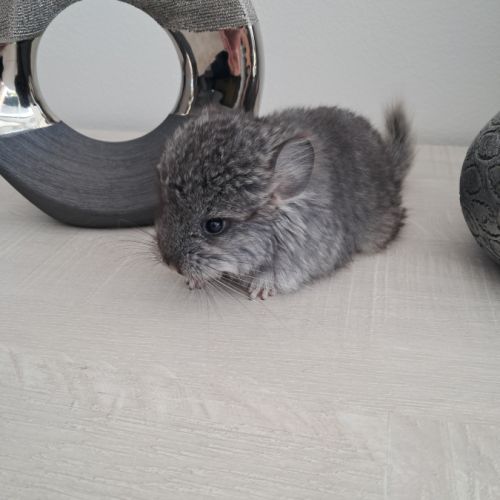 Chinchilla mâle angora #3