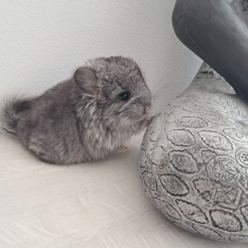 Chinchilla mâle angora