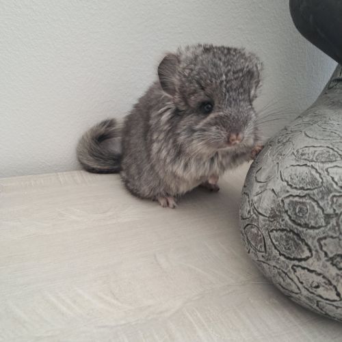 Chinchilla mâle angora #5
