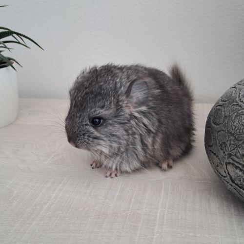 Chinchilla mâle angora #6