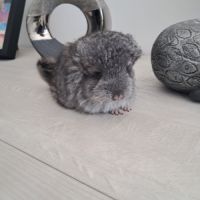 Chinchilla mâle angora #1