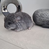 Chinchilla mâle angora #2