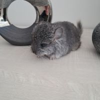Chinchilla mâle angora #3