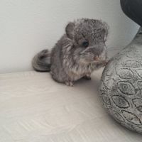 Chinchilla mâle angora #5