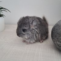 Chinchilla mâle angora #6