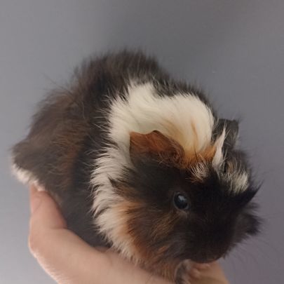 Cochon d'inde male #1