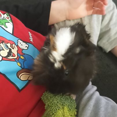 Cochon d'inde male #0