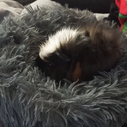 Cochon d'inde male #3