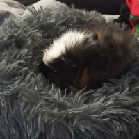 Cochon d'inde male #3