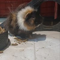 Cochon d'inde male #4