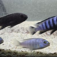 Mbuna du malawi : pseudotropheus saulosi mâles