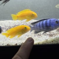 Mbuna du malawi : pseudotropheus saulosi mâles #2