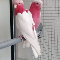 Recherche jeune male rosalbin