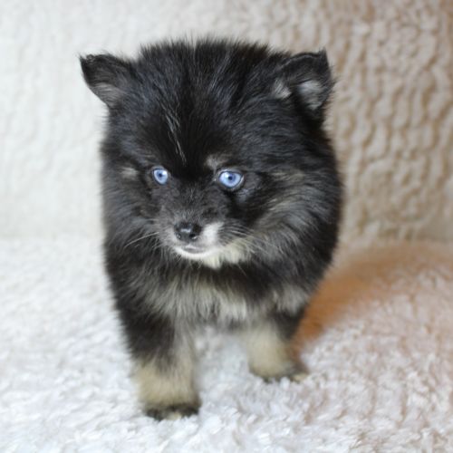Chiots pomsky f5 toy aux yeux bleus