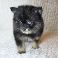 Chiots pomsky f5 toy aux yeux bleus #0