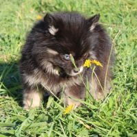 Chiots pomsky f5 toy aux yeux bleus #2