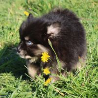 Chiots pomsky f5 toy aux yeux bleus #3