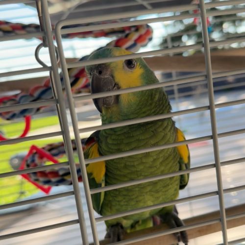 Perroquet à front bleu #0