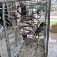 Perroquet à front bleu #1