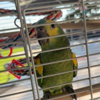 Perroquet à front bleu