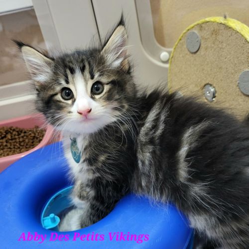 Adorables chatons norvégiens loof #1