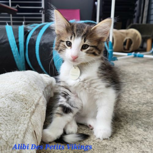 Adorables chatons norvégiens loof #2