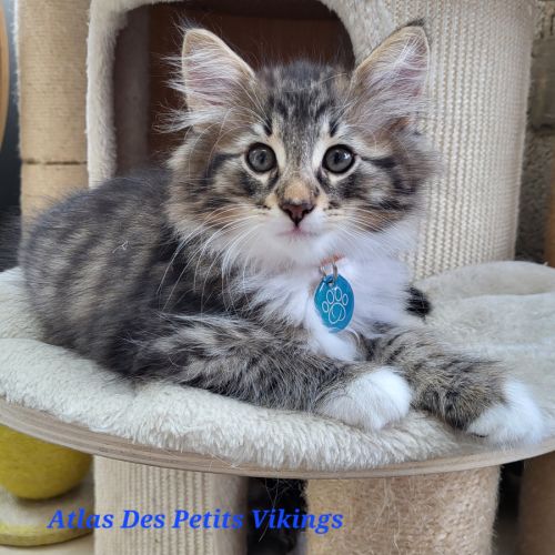 Adorables chatons norvégiens loof