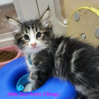 Adorables chatons norvégiens loof #1