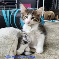 Adorables chatons norvégiens loof #2