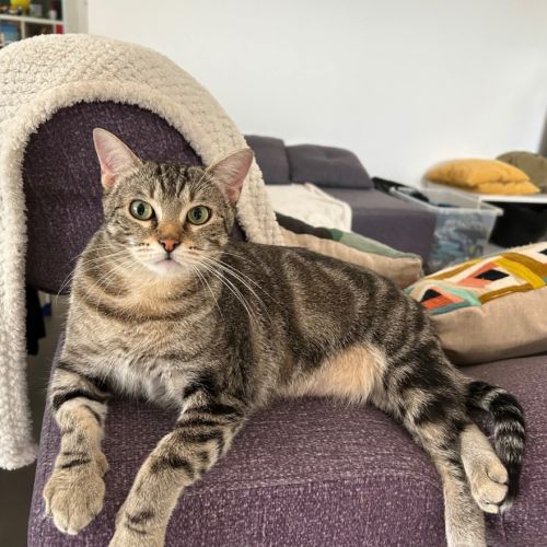 Miho, jeune chatte à l'adoption #1