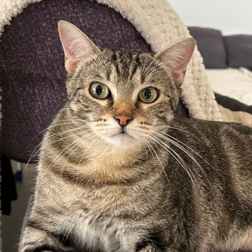 Miho, jeune chatte à l'adoption #2