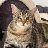 Miho, jeune chatte à l'adoption #2