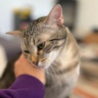 Miho, jeune chatte à l'adoption