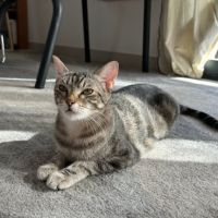 Miho, jeune chatte à l'adoption #4