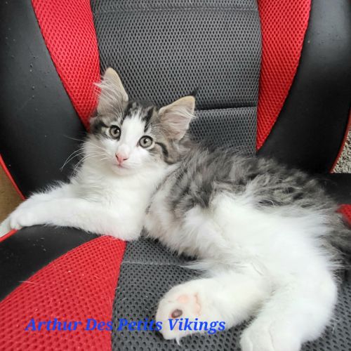 Chatons norvégiens loof adorables #1