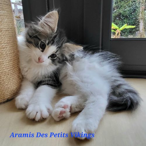 Chatons norvégiens loof adorables