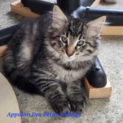 Chatons norvégiens loof adorables #3